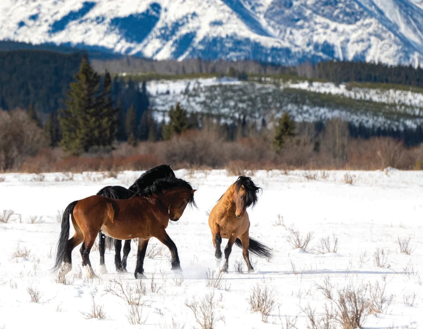 Horses in snow with mountains behind them